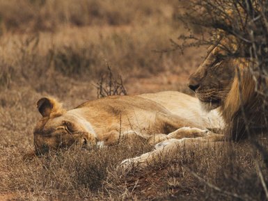 Löwe liegt im Schatten im Addo Nationalpark - Südafrika mit Kindern