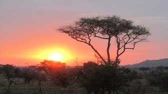 Sanfter rosa Sonnenuntergang hinter einem Baum – Tansania Familienreise