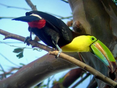 Prächtiger Fischertukan sitzt im tropischen Wald – Costa Rica Reise mit Kindern