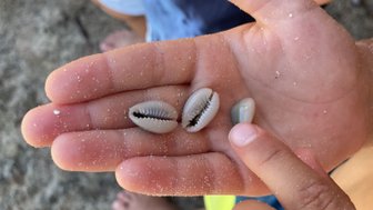 Ein Kind hält Muscheln in der Hand, während ein anderes Kind mit dem Finger auf eine Muschel zeigt, um sie zu zeigen.