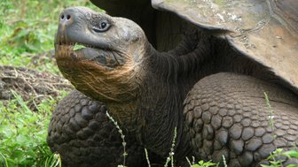 Eine Riesenschildkröte sitzt auf dem Boden, mit einem neugierigen Ausdruck und frischem Gras im Mund.