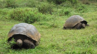 Zwei Galapagos-Riesenschildkröten grasen friedlich auf einer grünen Wiese, umgeben von üppiger Vegetation.