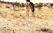 Eine Giraffe steht majestätisch in einer trockenen Savanne, umgeben von spärlichem Gras und vereinzelten Bäumen.