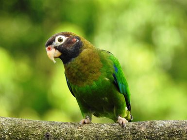 Bunter tropischer Vogel auf einem Ast bei Maquenque Lodge – Tierbeobachtung Costa Rica