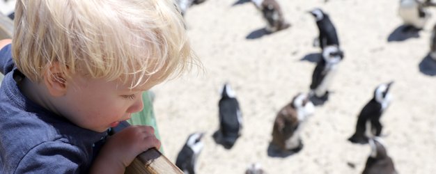 Kind beobachtet Pinguine am Boulders Beach – Garden Route Reise mit Kindern