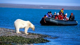 Ein neugieriger Eisbär steht am Ufer und beobachtet ein Boot mit Touristen, die ihn fasziniert anstarren.