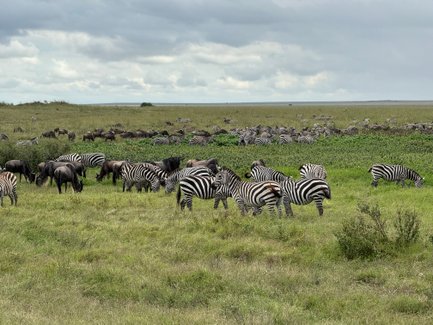 Herde von Zebras in der offenen Savanne des Serengeti-Nationalparks – Tansania Familienreise