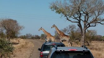 Safari-Jeep begegnet Giraffen in der Savanne von Makutsi – Südafrika Familienreise