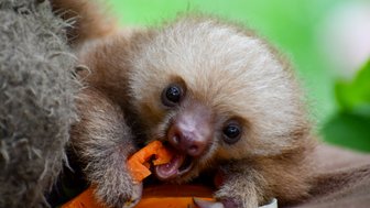 Junges Faultier frisst im Jaguar Rescue Center bei Puerto Viejo de Talamanca – Costa Rica Reise mit Kindern