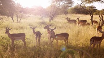 Impalas stehen im warmen Licht der aufgehenden Sonne in der südafrikanischen Savanne – Südafrika Familienreise