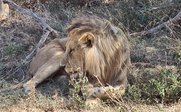 Ein majestätischer Löwe liegt entspannt im Gras, umgeben von sanften Sträuchern und Ästen in der afrikanischen Savanne.