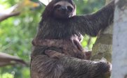 Faultier sitzt im Baum - Costa Rica Tierbeobachtungen mit Kindern