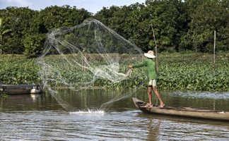 Ein Fischer wirft sein Netz in den ruhigen Gewässern des Mekong-Deltas, um Fische zu fangen, umgeben von üppigem Grün.