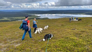 Eine Gruppe von Wanderern mit Huskys erkundet eine grüne Hügellandschaft unter einem bewölkten Himmel.