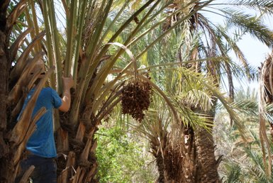 Dattelplantage im sonnigen Draa-Tal – Marokko Familienreise