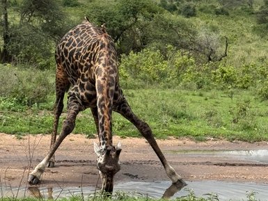 Giraffe beim Trinken an einem Wasserloch im Serengeti-Nationalpark – Tansania Reise mit Kindern