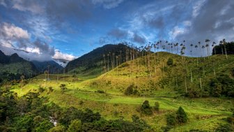 Das Cocora-Tal zeigt majestätische Wachspalmen, die sich gegen einen strahlend blauen Himmel abheben.