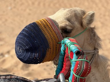 Ein Kamel mit buntem Maulkorb steht in der Wüste, umgeben von sandigem Boden und einem traditionellen, gemusterten Sattel.