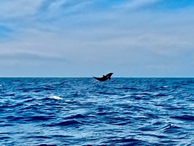 Ein Delfin springt fröhlich aus den tiefblauen Wellen des Nordpazifiks unter einem strahlend blauen Himmel.
