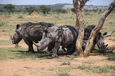 Vier Nashörner genießen den Schatten eines Baumes - Namibia Familienurlaub