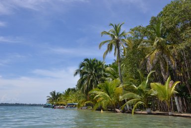 Eine ruhige Küstenlandschaft mit üppigen Palmen, die sanft im Wind wiegen, und klarem Wasser, das den Himmel widerspiegelt.