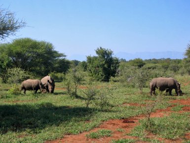 Drei Nashörner stehen im Wald - Namibia Urlaub mit Kindern