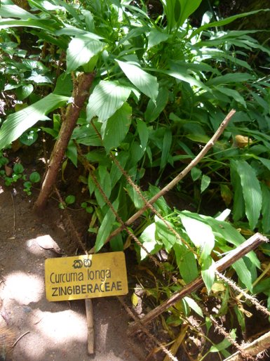Curcuma-Pflanze mit großen grünen Blättern im Gewürzgarten – Sri Lanka Reise mit Kindern
