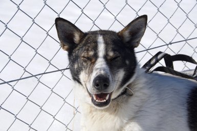 Ein fröhlicher Hund mit geschlossenen Augen lächelt vor einem Maschendrahtzaun, umgeben von schneebedecktem Boden.