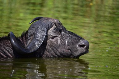 Ein Wasserbüffel taucht mit seinem Kopf in einem ruhigen Gewässer, umgeben von üppigem, grünem Hintergrund.