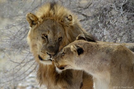 Ein majestätischer Löwe und eine Löwin stehen eng beieinander und zeigen Zuneigung in der afrikanischen Savanne.