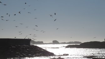 Möwen kreisen über dem Meer in der Küste von Essaouira – Marokko mit Kindern