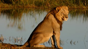 Ein majestätischer Löwe sitzt am Ufer eines ruhigen Gewässers, sein Blick ist aufmerksam und stolz.