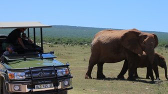 Elefantenmutter mit Jungtier steht neben Jeep im Addo Nationalpark – Garden Route mit Kindern