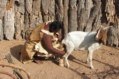 Eine Ziege wird von einem Mann gemolken - Namibia Familienurlaub