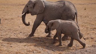 Ein erwachsener Elefant und ein Kalb gehen gemeinsam über die trockene Savanne, umgeben von einer weiten, offenen Landschaft.