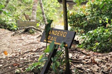 Wanderweg Tendero Trail durch den üppigen Regenwald im Cahuita Nationalpark – Costa Rica Familienreise
