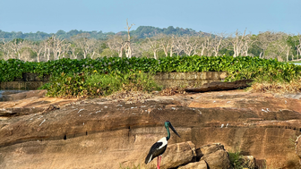 Ein schwarzer Storch mit langen, roten Beinen steht majestätisch auf einem Felsen am Ufer eines ruhigen Gewässers.