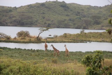 Giraffen stehen an einem See im grünen Arusha-Nationalpark – Tansania Familienreise