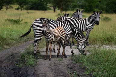 Eine Gruppe von Zebras steht auf einem schmalen Pfad, während das Fohlen neugierig in die Kamera schaut.