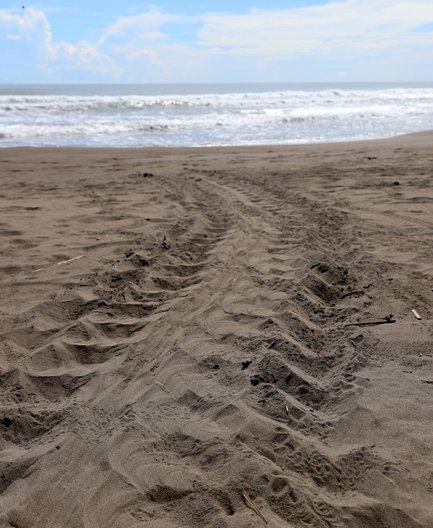 Spuren von Schildkröten im Sand am Strand des Tortuguero Nationalparks – Costa Rica Reise mit Kindern