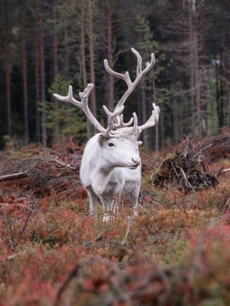 Rentiert im Wald - Finnland mit Kindern