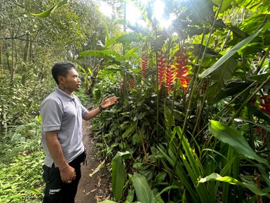 Guide erklärt die Bäume mit Hängenden Hummerscheren in Munduk – Bali Reise mit Kindern