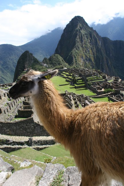 Ein Lama steht majestätisch vor den Ruinen von Machu Picchu, umgeben von grünen Bergen und strahlend blauem Himmel.