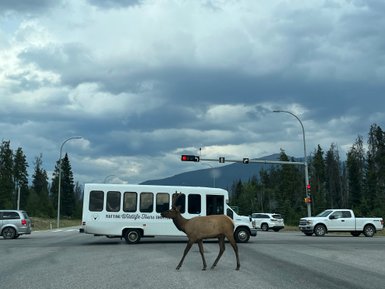 Ein Elch überquert eine Straße, während ein Bus und mehrere Autos an einer roten Ampel warten.