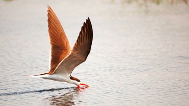 Ein Vogel bei der Futtersuche auf einem Fluss - Namibia Familienurlaub