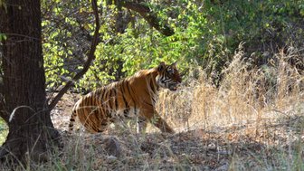 Ein majestätischer Tiger schleicht durch hohes Gras, umgeben von üppigem, grünem Laub und Bäumen im Hintergrund.