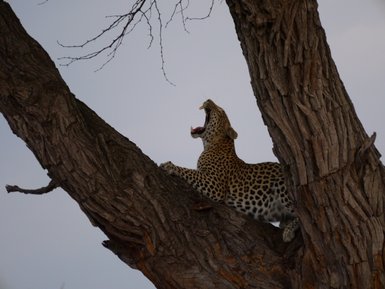 Ein Leopard sitzt auf einem Baumast und gähnt, während die graue Himmelshorizont im Hintergrund sichtbar ist.