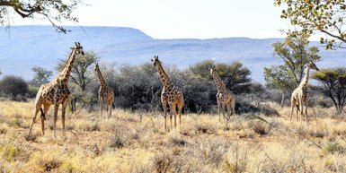 Eine Giraffenherde beobachtet ruhig die Umgebung - Namibia mit Jugendlichen