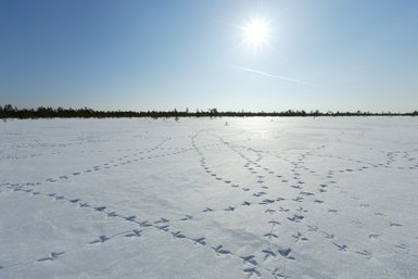 Eine weite, schneebedeckte Landschaft mit zahlreichen Tierspuren, die sich im glitzernden Schnee abzeichnen.