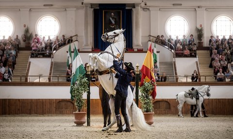 Ein Reiter in traditioneller Kleidung führt ein weißes Pferd, das auf den Hinterbeinen steht, in einer eleganten Reitkunstvorführung.